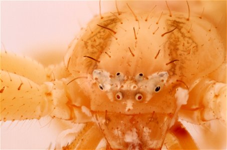 Unidentified Crab Spider (Family Thomisidae)