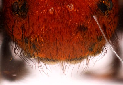 Jumping Spider, Dorsal view (Family Salticidae)