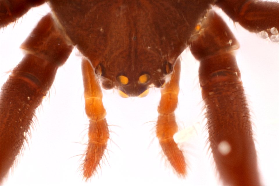 Black Widow Spider, Dorsal view (Genus Latrodectus)