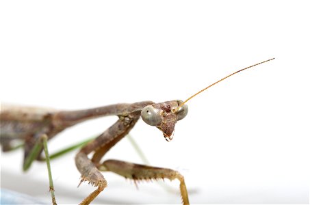 Praying Mantis (insect in order Mantodea) photo
