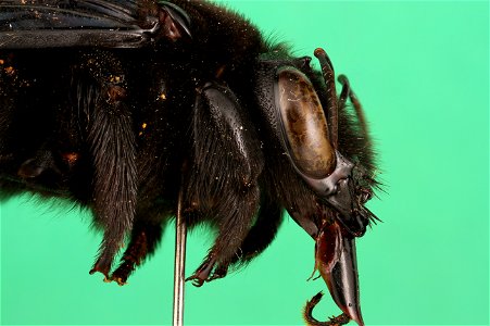 Xylocopa fimbriata (Carpenter Bee)