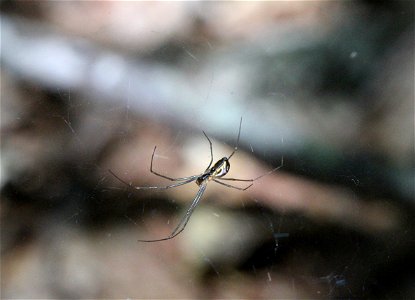 Unidentified Arachnid photo