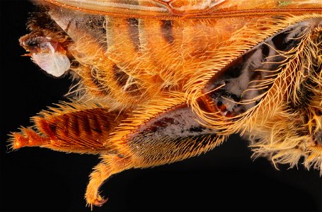 Hind leg of Apis mellifera (Honeybee) photo
