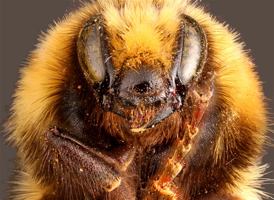 Bombus Huntii (Bumblebee) photo