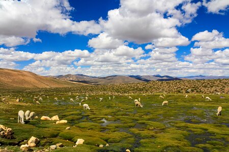 Peru altiplano andes