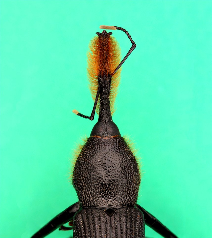 Rhinostomus barbirostris