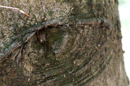 Harvestman Spider (member of the order Opiliones) inside of a tree