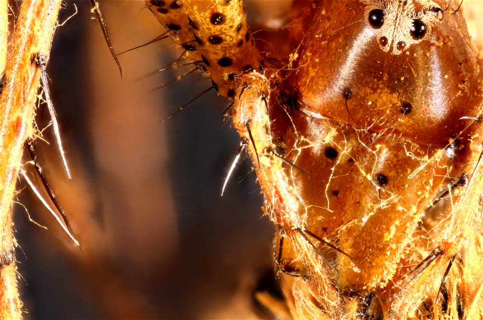 Unidentified Lynx Spider (Family Oxyopidae)