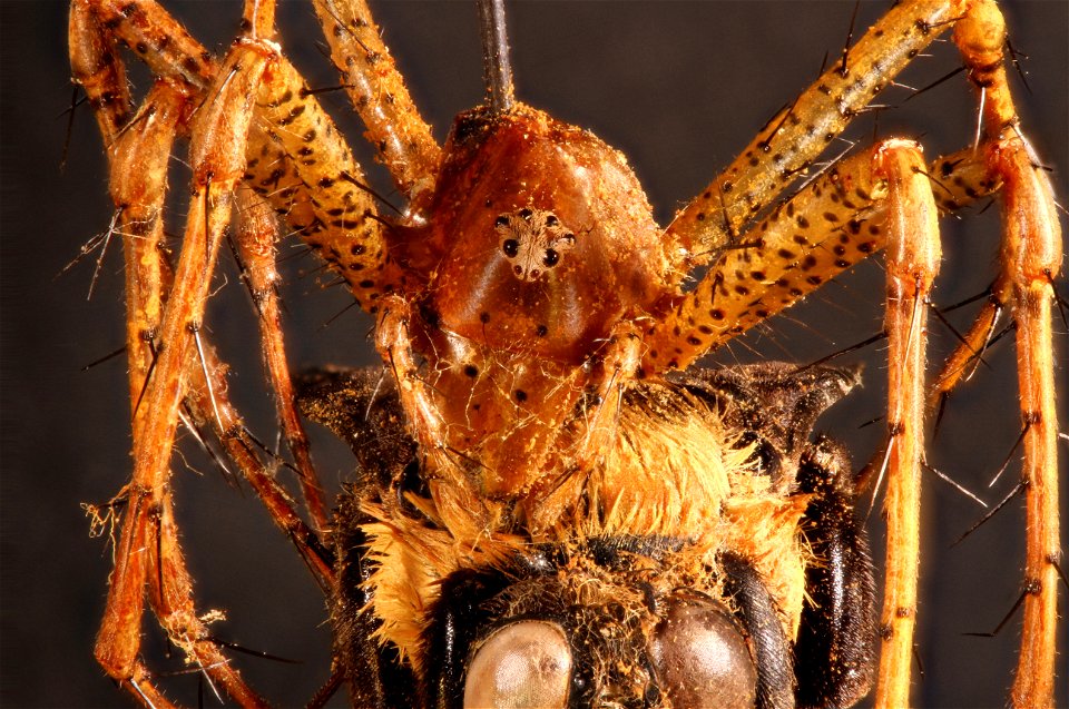 Unidentified Lynx Spider (Family Oxyopidae) preying on a Bombus fraternis (bumblebee)