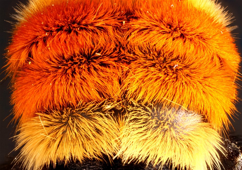 Colorful abdomen of Bombus huntii (bumblebee) photo