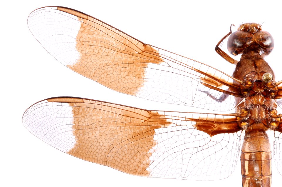 Left Wing of Plathemis lydia (Common Whitetail Dragonfly) photo