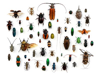 Assorted Coleoptera in the University of Texas Insect Collection