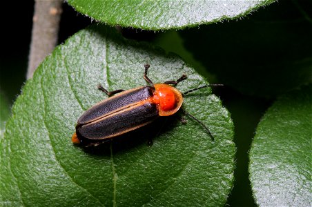 Lampyridae