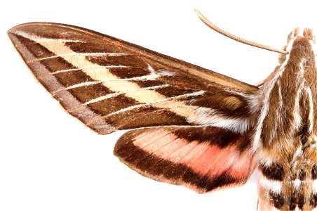 Left Wing of Hyles lineata, 10-lined sphinx moth