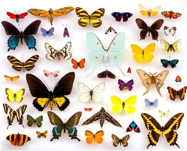 TNHC Lepidoptera