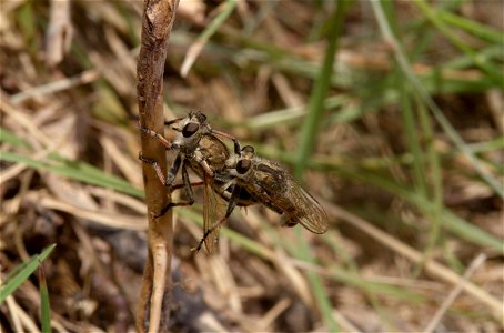 Asilidae photo