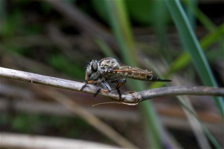 Asilidae photo