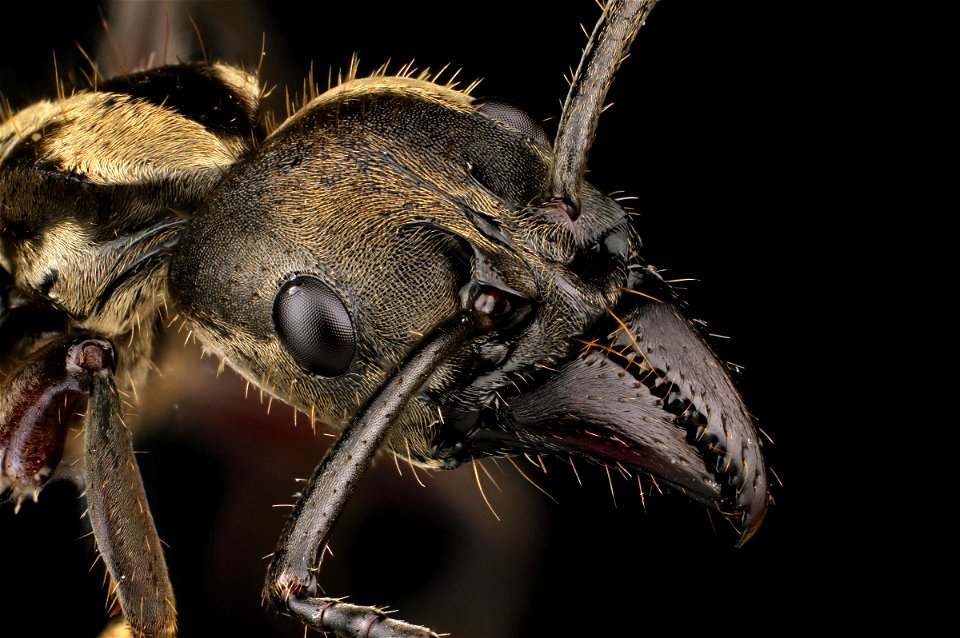 Neoponera villosa - huntress ant