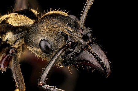 Neoponera villosa - huntress ant