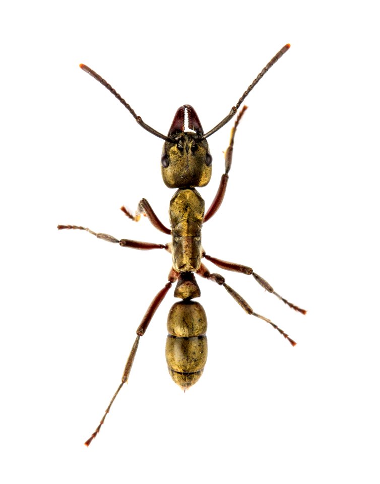 Neoponera villosa