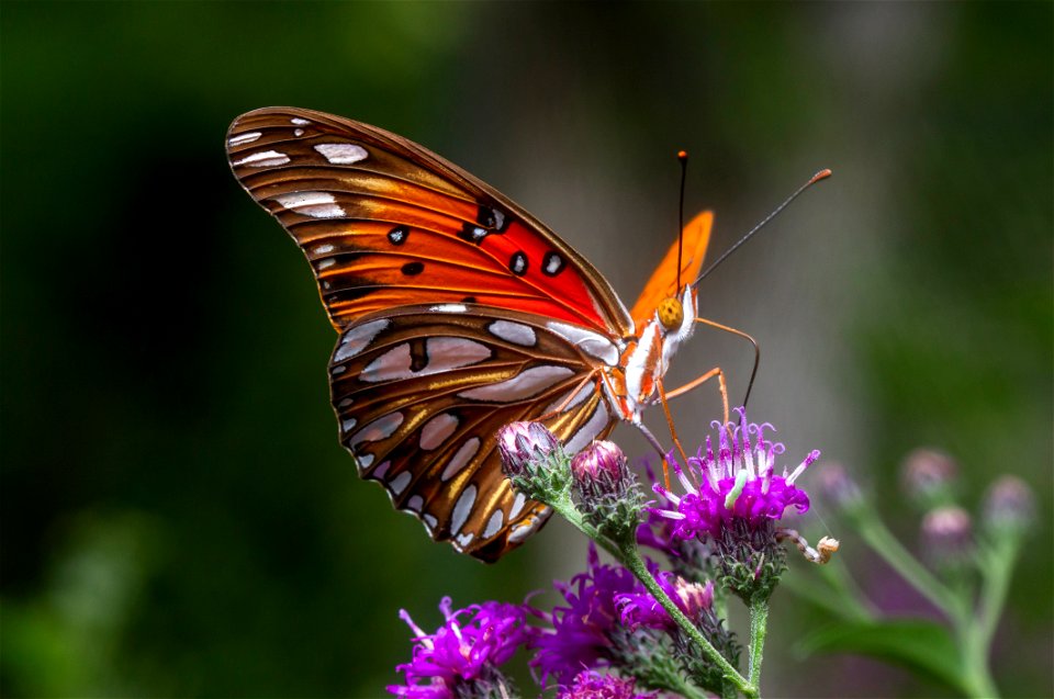 Gulf Fritillary (Agraulis vanillae) photo