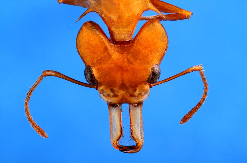 Daceton armigerum