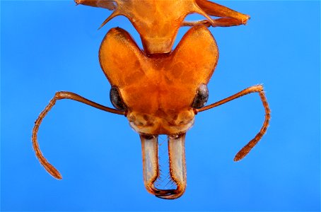 Daceton armigerum