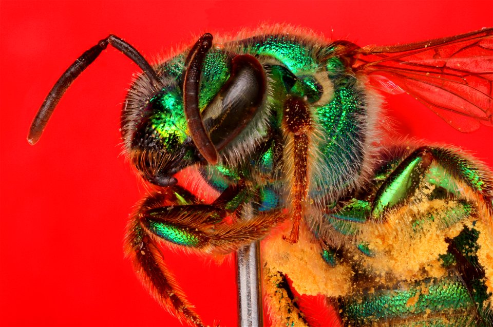 Augochloropsis metallica