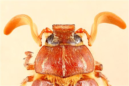 Polyphylla monahansensis