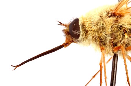 Bombyliidae