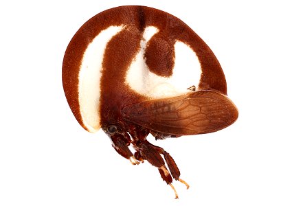 Membracidae