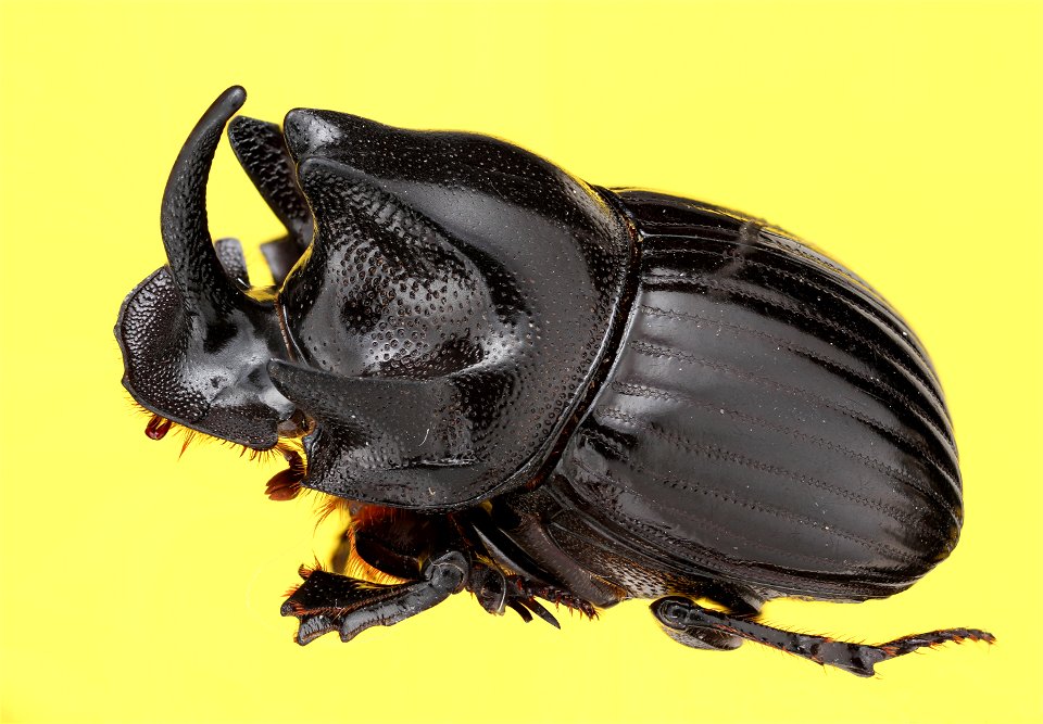 Copris arizonensis - Dung Beetle