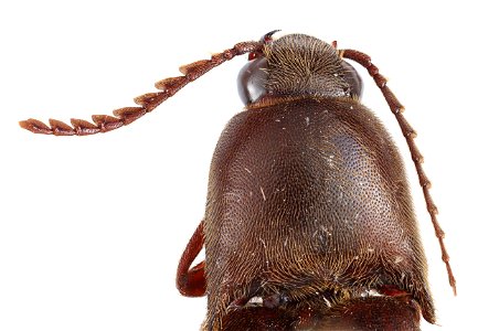 Elateridae Antennae