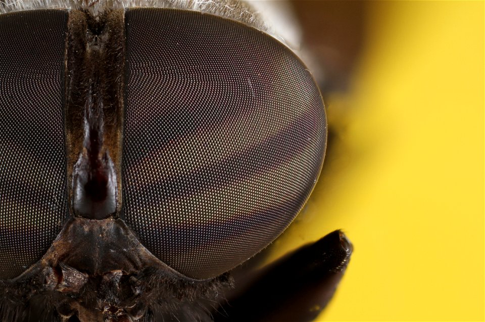 Tabanidae Eye Close-up