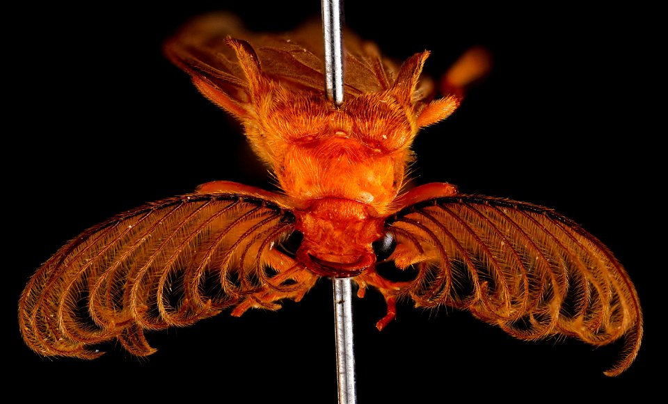 Phengodidae