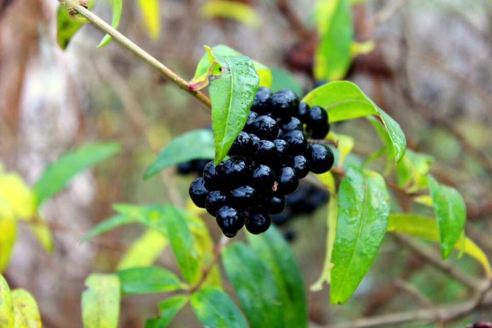 Fruit autumn black fruit