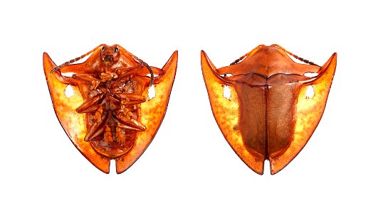 Acromis spinifex- Top and Bottom