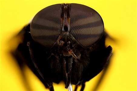 Tabanidae