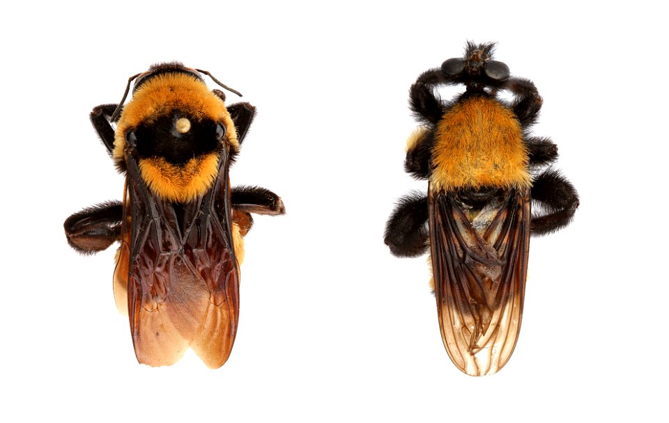 Bumble bee mimicking Robber fly