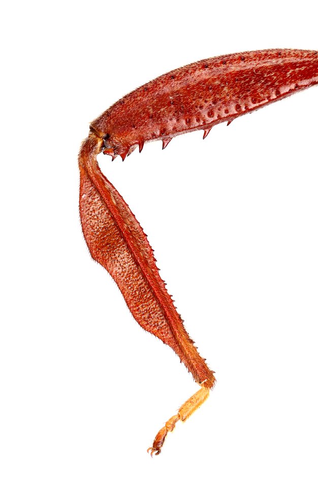 Left Hind Leg of Acanthocephala terminalis