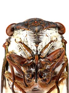 Cicadidae