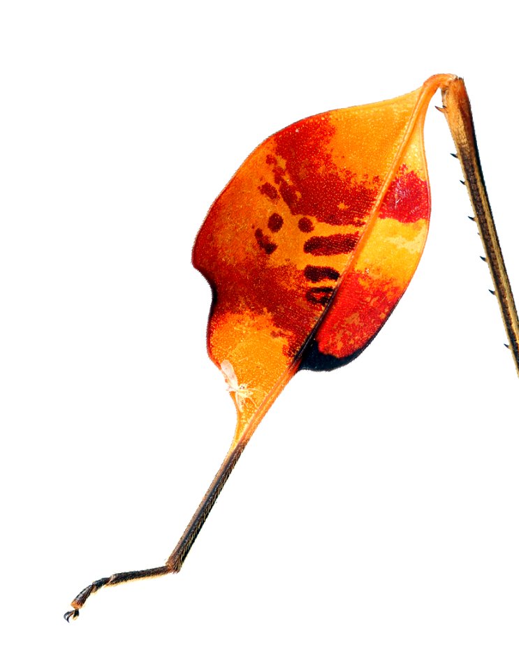 Left Hind Leg of Anisoscelis gradadia