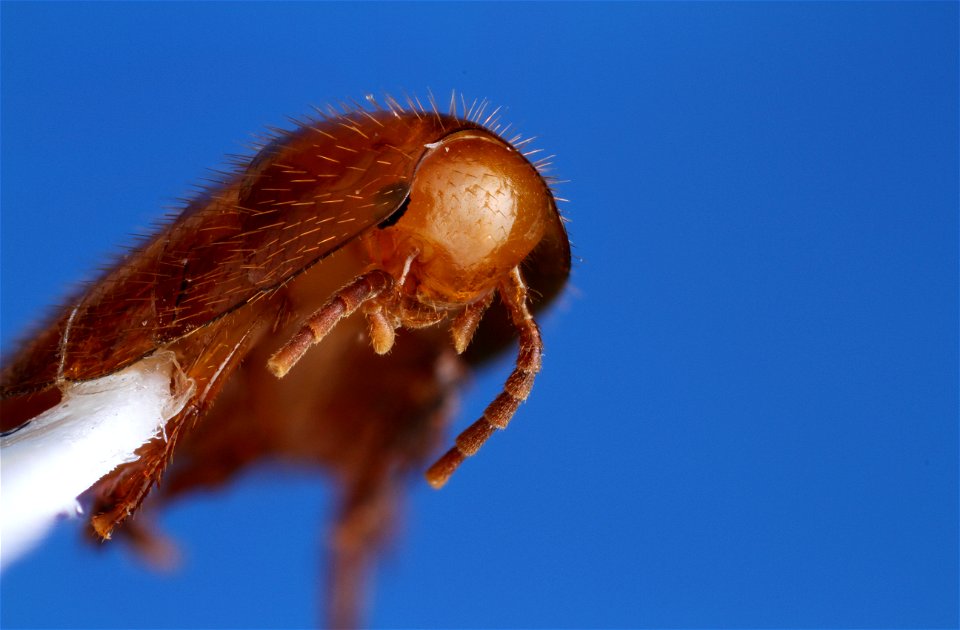 Attaphila fungicola