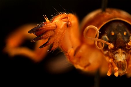 Northern Mole Cricket