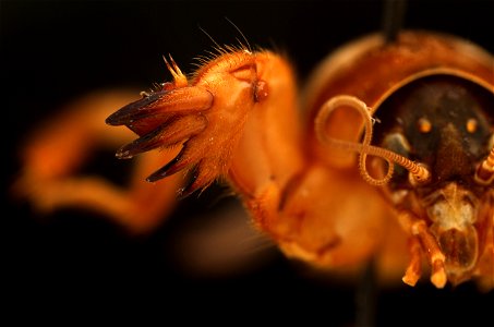 Northern Mole Cricket photo