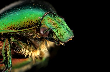 Scarab Head