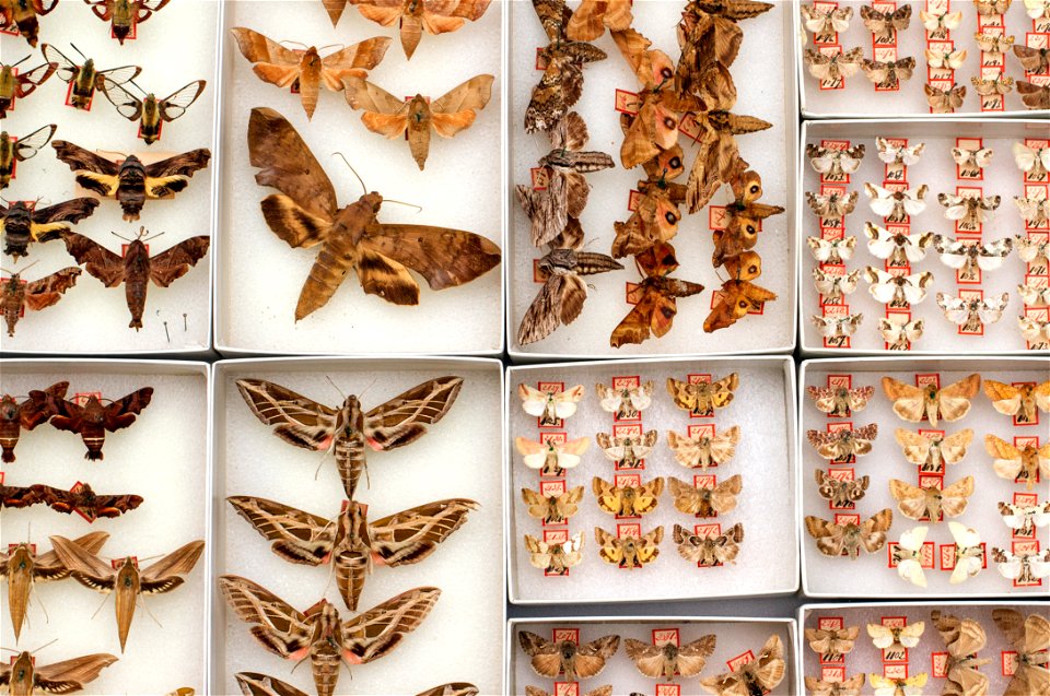 Ludolph Heiligbrodt collection