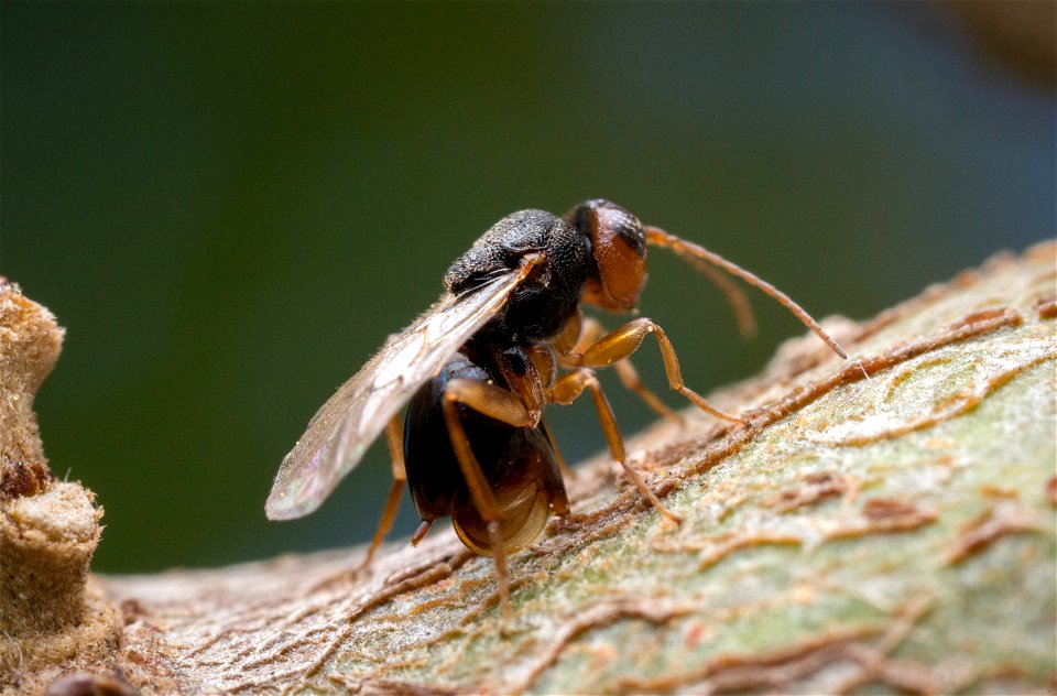 Cynipidae gall wasp laying eggs