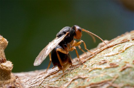 Cynipidae gall wasp laying eggs