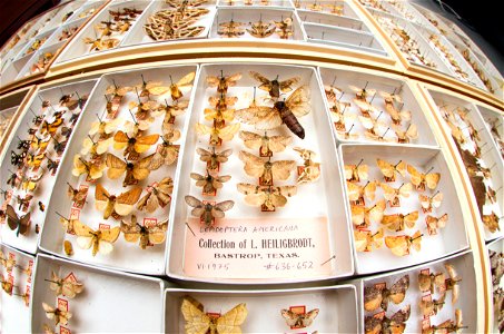 Ludolph Heiligbrodt collection